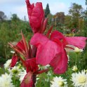 Canna x 'Centenaire de Rozain Boucharlat'